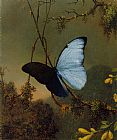 Martin Johnson Heade Blue Morpho Butterfly painting